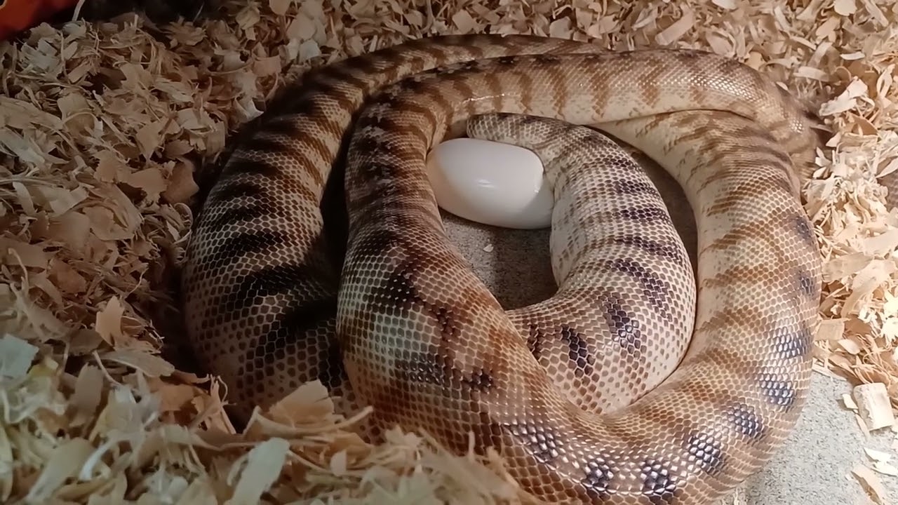 Blackheaded Python laying eggs
