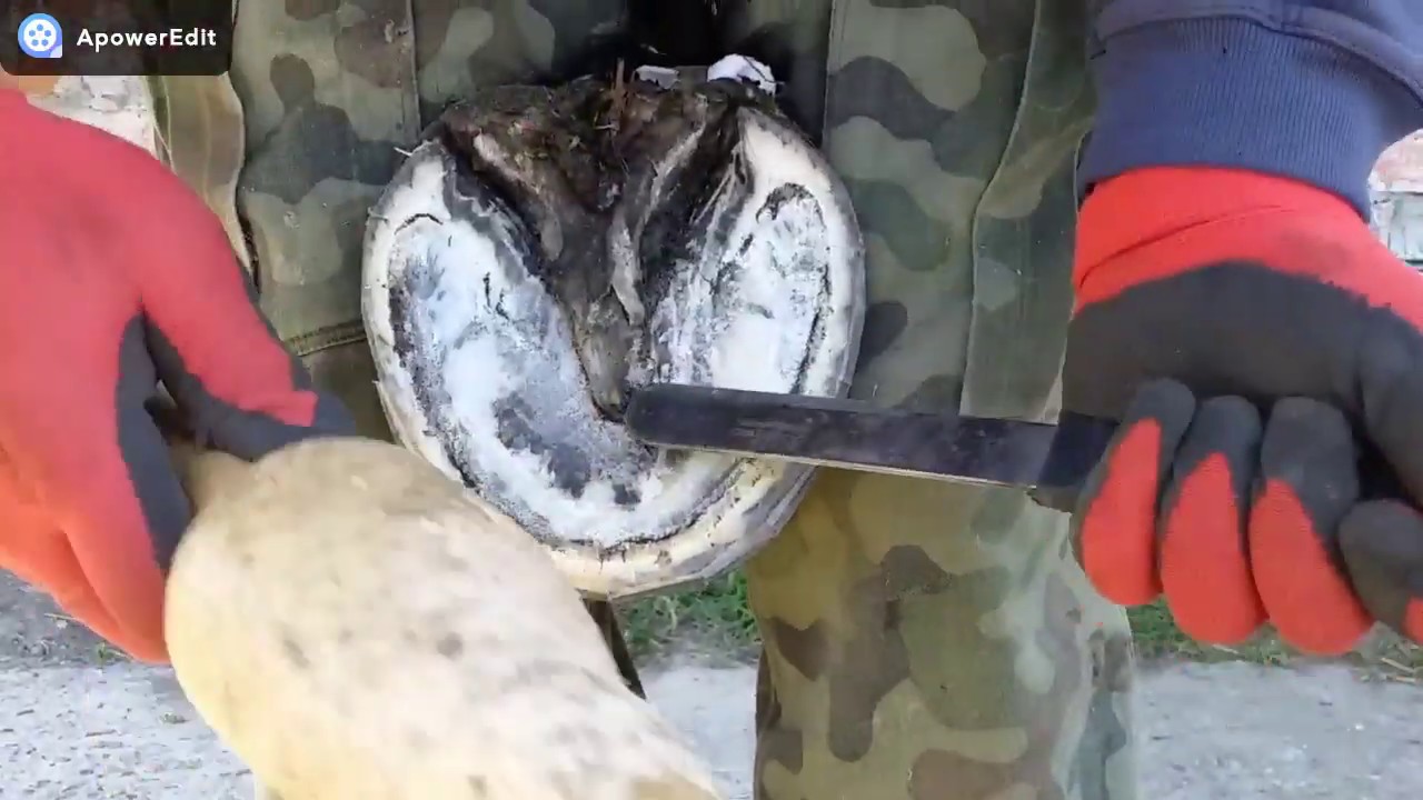 Werkowanie/rozczyszczanie kopyt klaczy zimnokrwistej cz. 1, horse shoeing part I