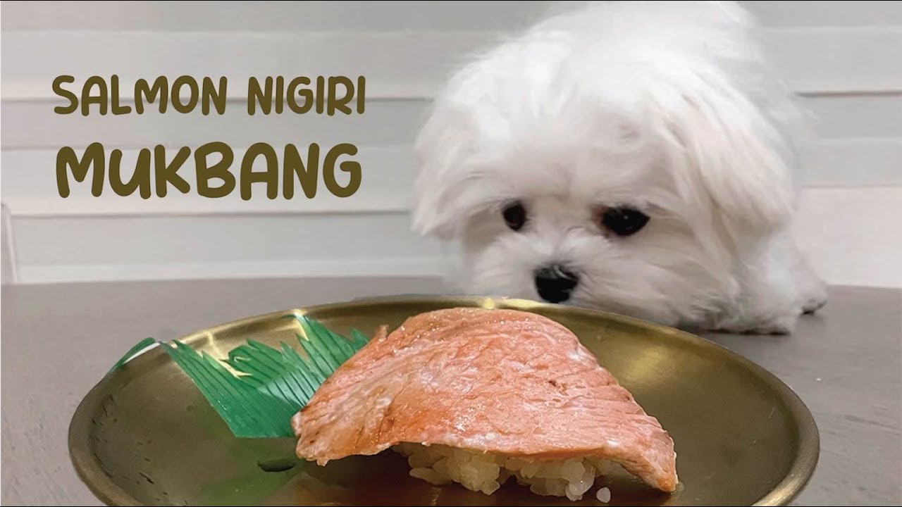[ASMR] DOG MUKBANG: SALMON NIGIRI | Dog Eating Show, Teacup Maltese and Maltipoo Food Review