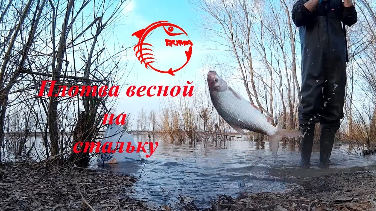 Ловля плотвы весной на стальку