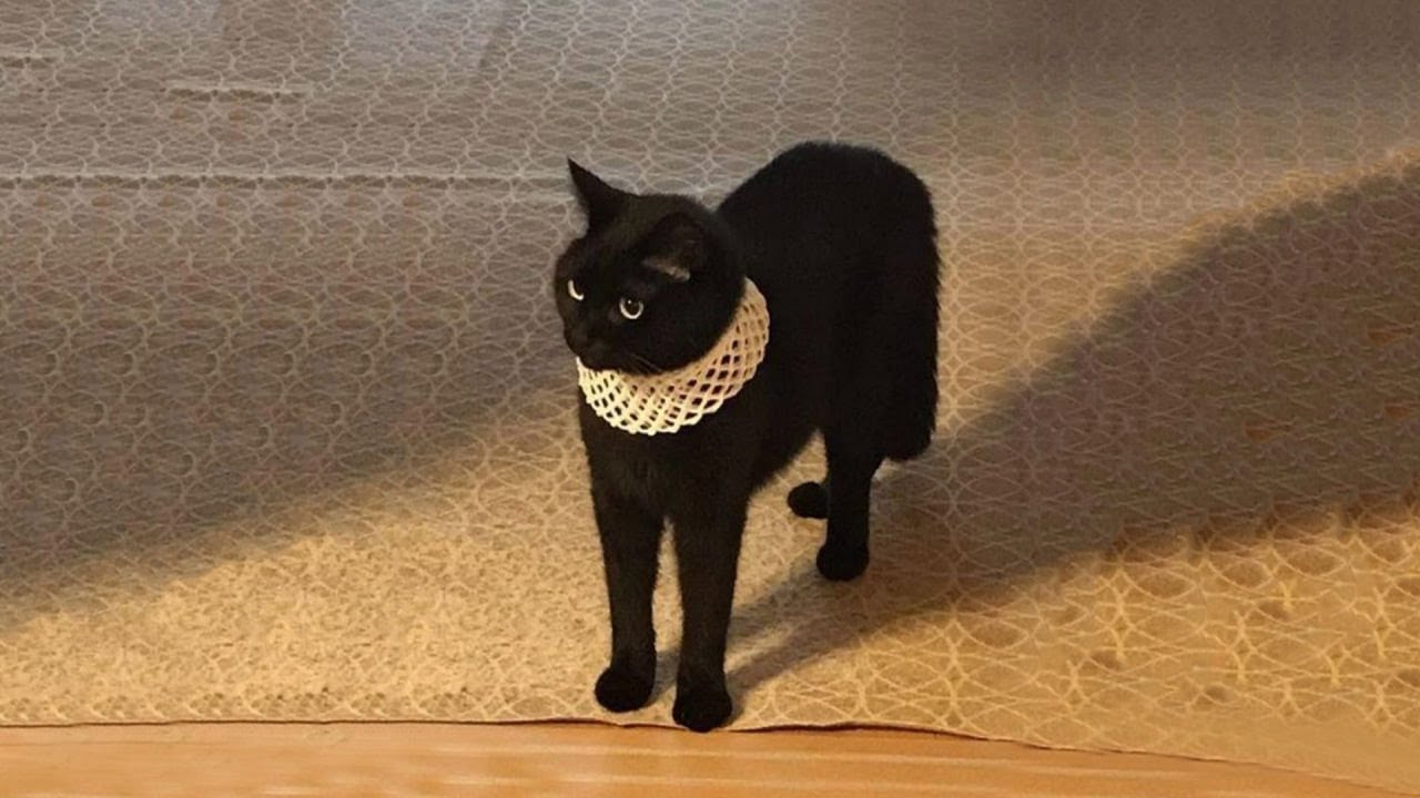 The Goofiest Cat On Earth 😂 Funny Cat Video Part 45