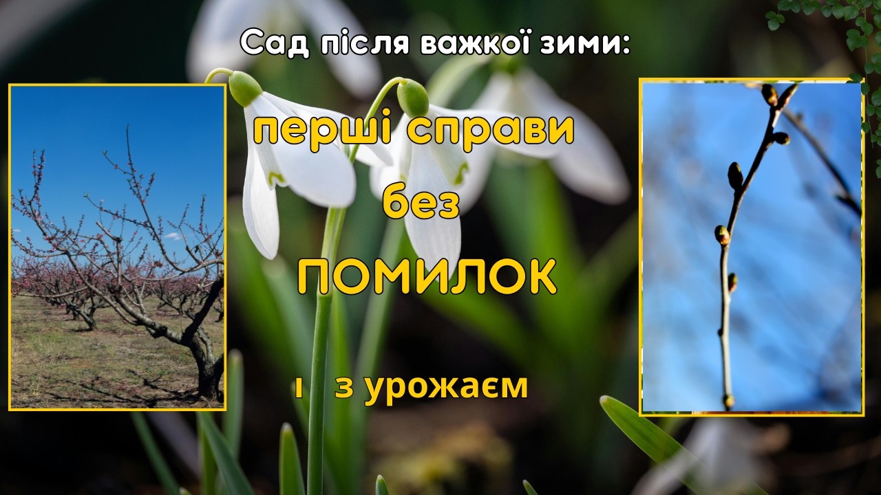 🌳🍏🍐🍑Перші роботи у саду після важкої зими, коли ваші дерева постраждали від морозів та зледенінь