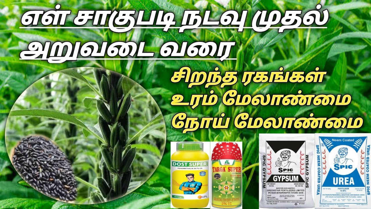 எள் சாகுபடி நடவு முதல் அறுவடை வரை | ellu vivasayam in tamil #ellu #el #vivasayam #விவசாயம் #gypsum