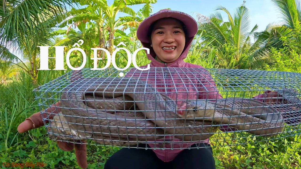 Đi bẫy '' RẮN ĐỘC '' ở v&ugrave;ng đất mới l c&ograve; sang bẫy rắn l tập 82