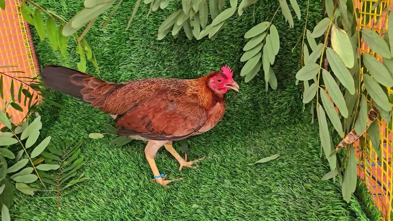 Gallinas para mejorar tus crías de la traba Fuin Fuan inf. 8097818747