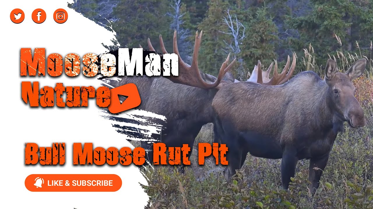 GIANT 70 INCH BULL MOOSE AND HIS RUT PIT #mooserut