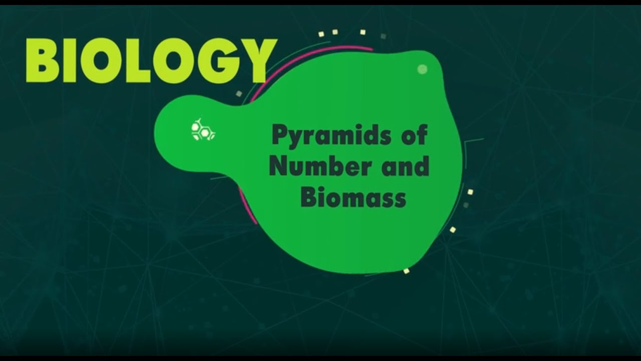 Pyramids Of Number & Biomass (BBC Bitesize KS3 Biology)
