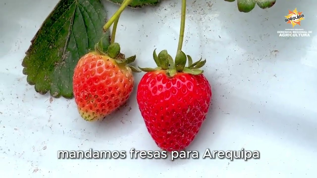 #gerenciaregionaldeagricultura | 🌱🍓🍓🍓Resultados que fortalecen el campo.
