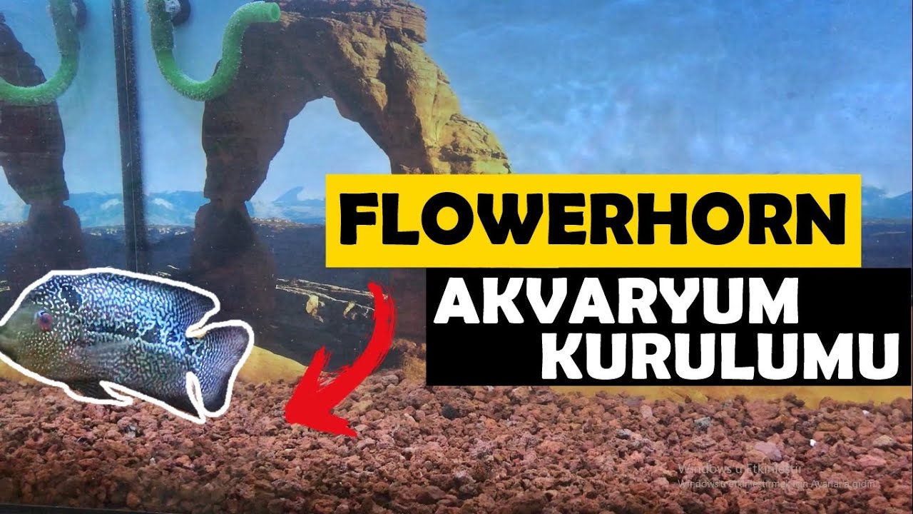 FLOWERHORN AKVARYUM KURULUMU
