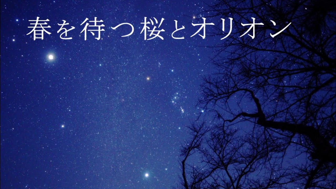 春を待つ桜とオリオン（SONYα7SⅢリアルタイム星空動画）