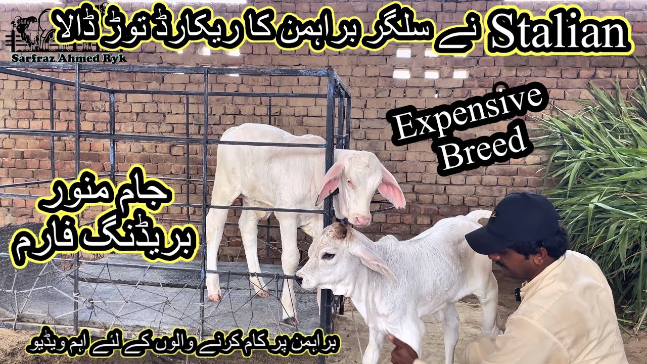 Stalian break record of slugger brahman / pink nose brahman JAM MUNWER breeding farm rahim yar khan