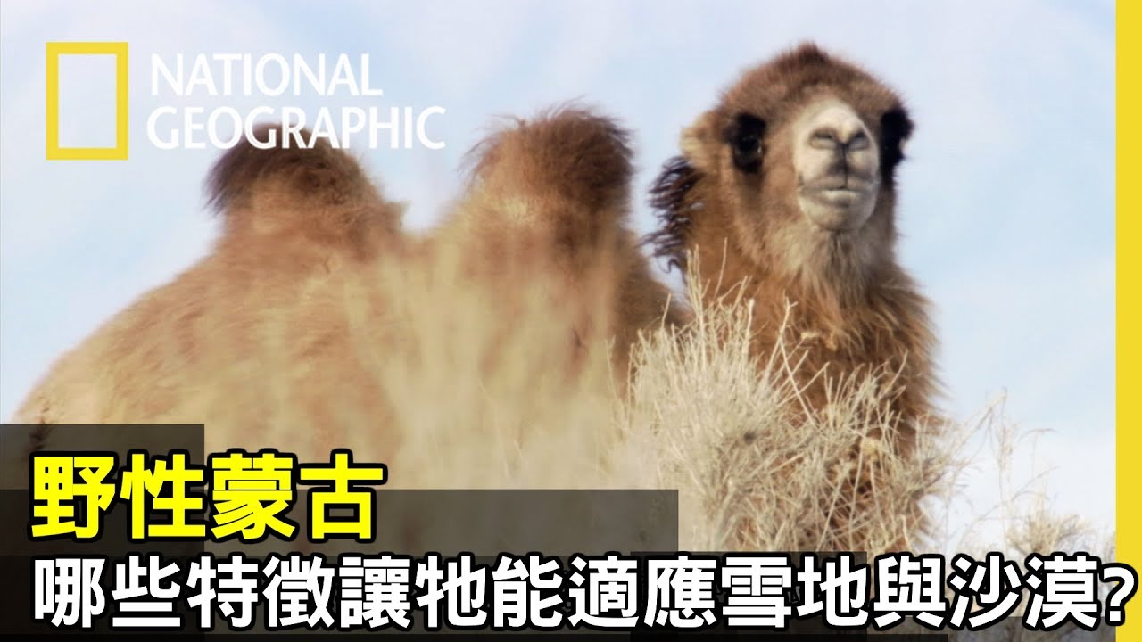 環境嚴峻如戈壁沙漠，也孕育出能夠適應沙漠，以及雪地的動物 ─  駱駝【野性蒙古】
