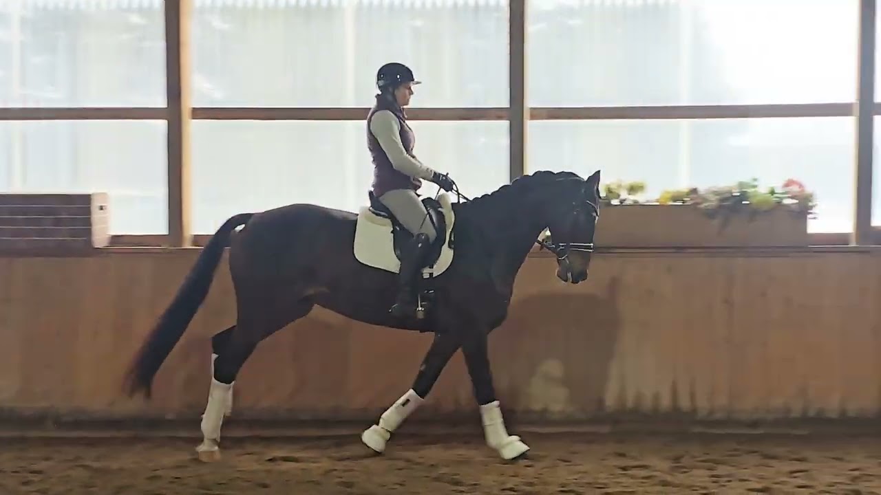 Oakley Top - 2018 KWPN gelding -Hennessey 