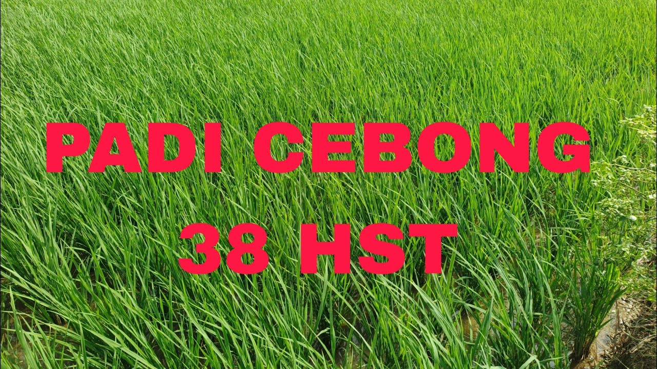 PADI TANPA NAMA (CEBONG) 38 HST