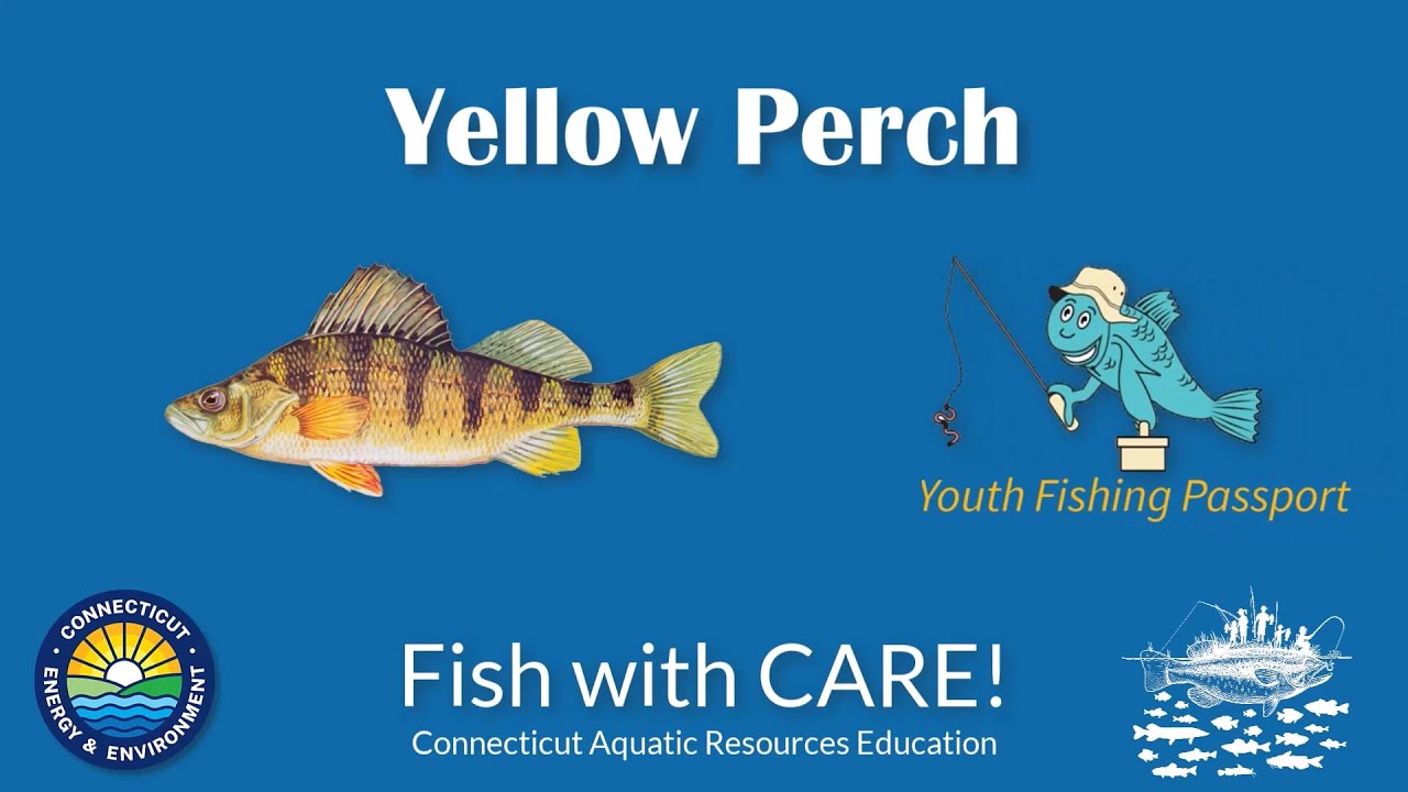 Catching Yellow Perch - CT Youth Fishing Passport