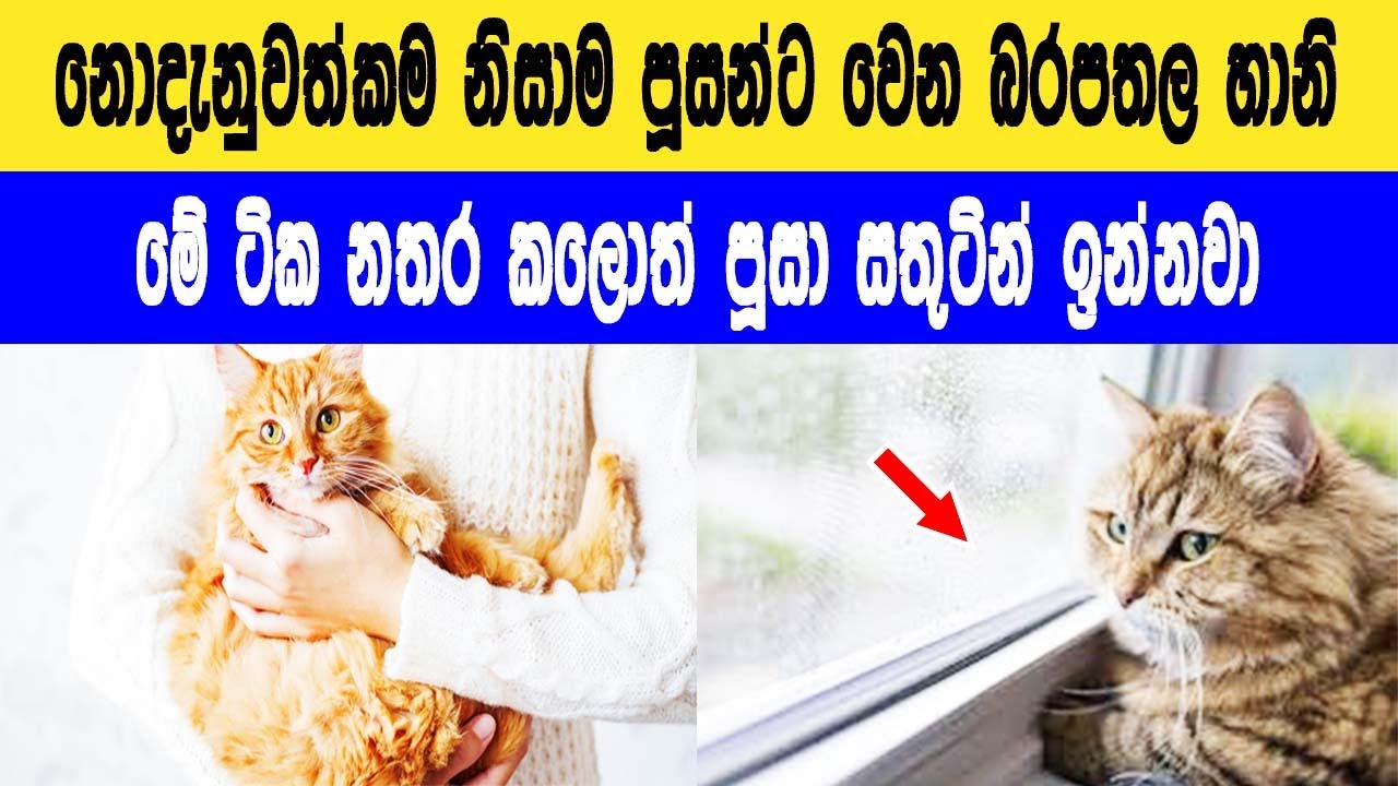 Cat Videos Sinhala Mistakes Cat Owner Makes Sinhala