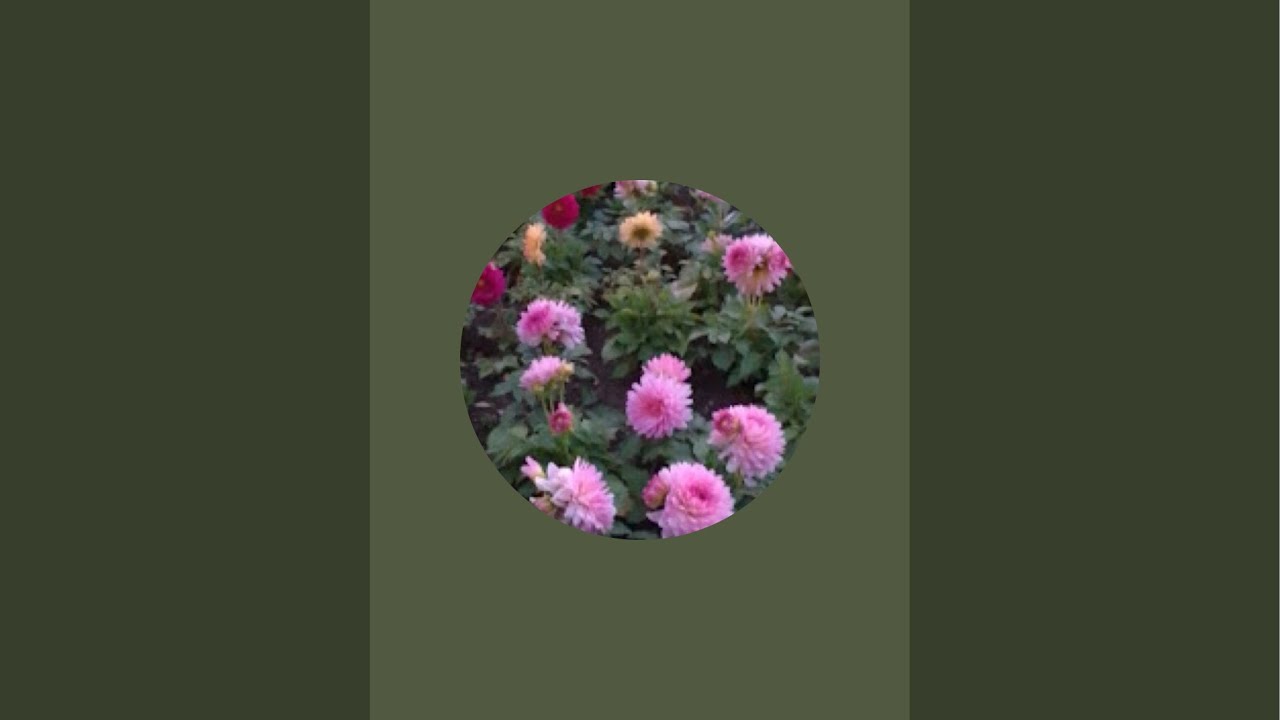 🌹roya9b kanalı canlı yayında