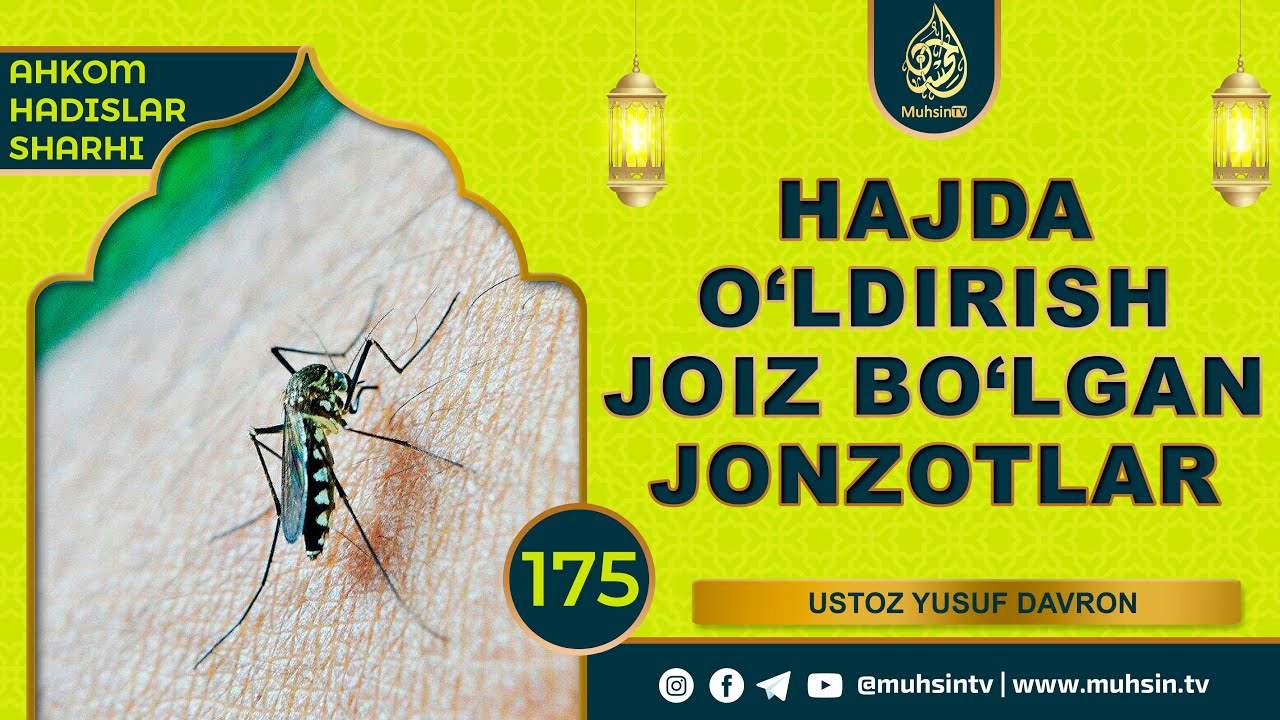 175-dars: Hajda o‘ldirish joiz bo‘lgan jonzotlar | Ustoz Yusuf Davron