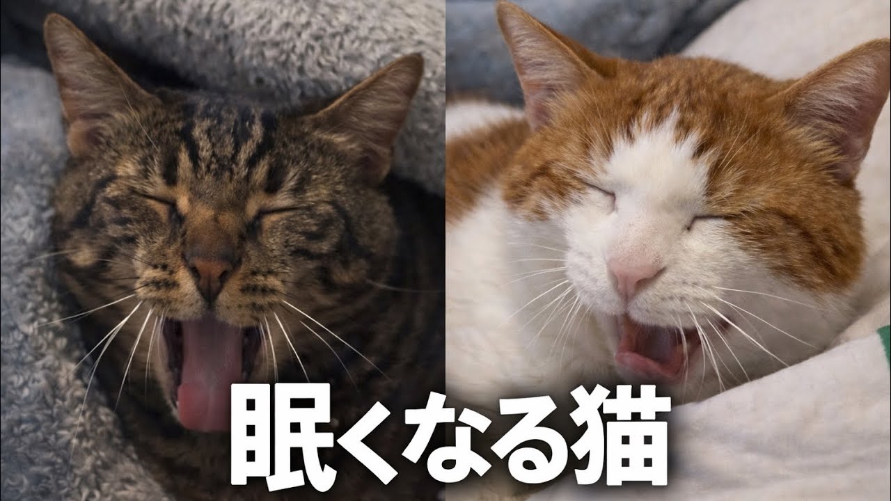 一緒に寝よう！猫と眠る5分。