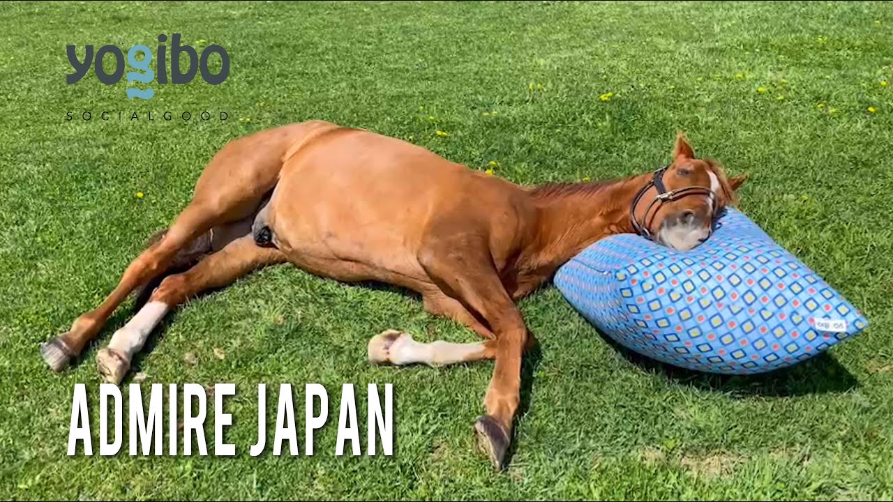 アドマイヤジャパンの正しいYogiboの使い方｜ヴェルサイユリゾートファーム｜Admire Japan's correct use of Yogibo.