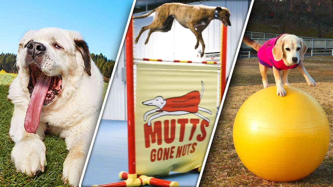 These Record-Breaking Dogs Deserve Awards and Treats