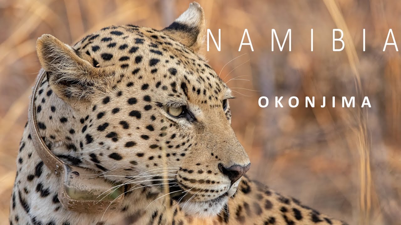 NAMIBIA 2022 | OKONJIMA GAME RESERVE | BREATHTAKING TIME WITH LEOPARDS