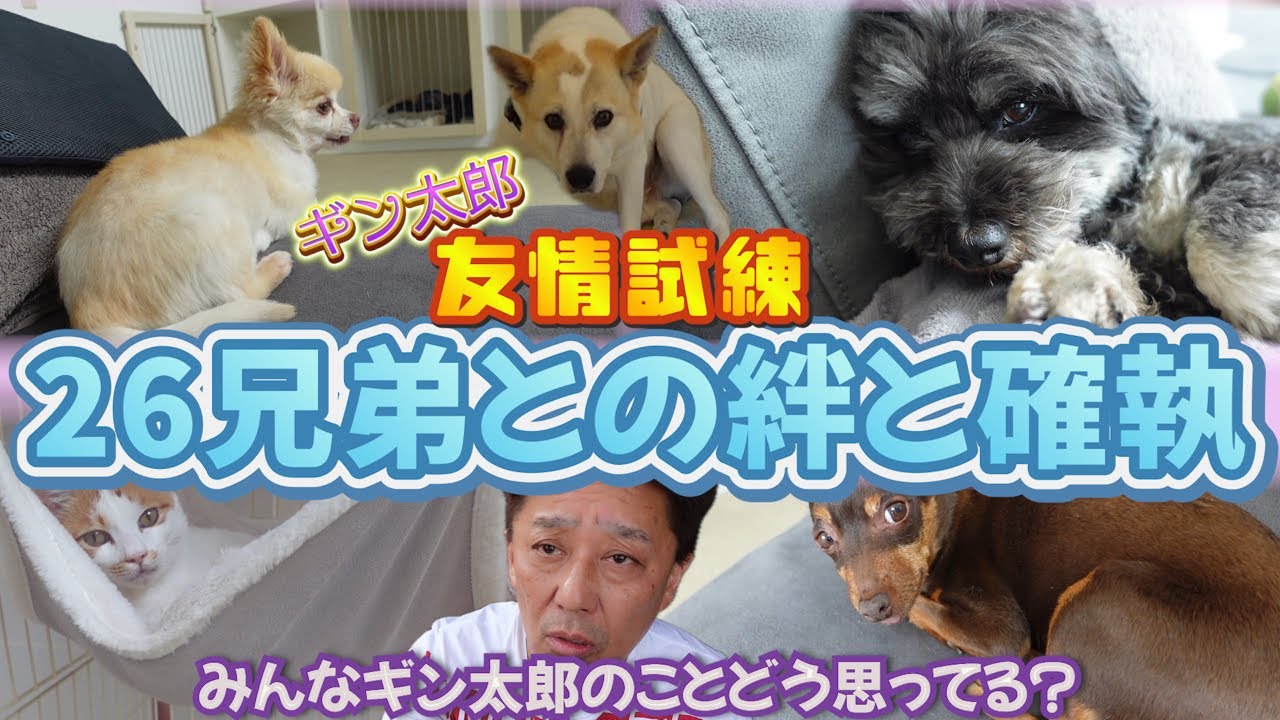 ギン太郎の友情試練！26兄弟との絆と確執【最後にパパからお知らせがあります！】