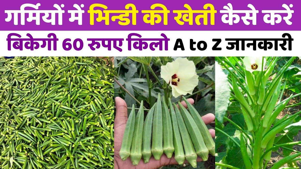 Garmiyon me bhindi ki kheti | अप्रैल मई में भिंडी की खेती | bhindi ki kheti kab aur kaise karen 2025