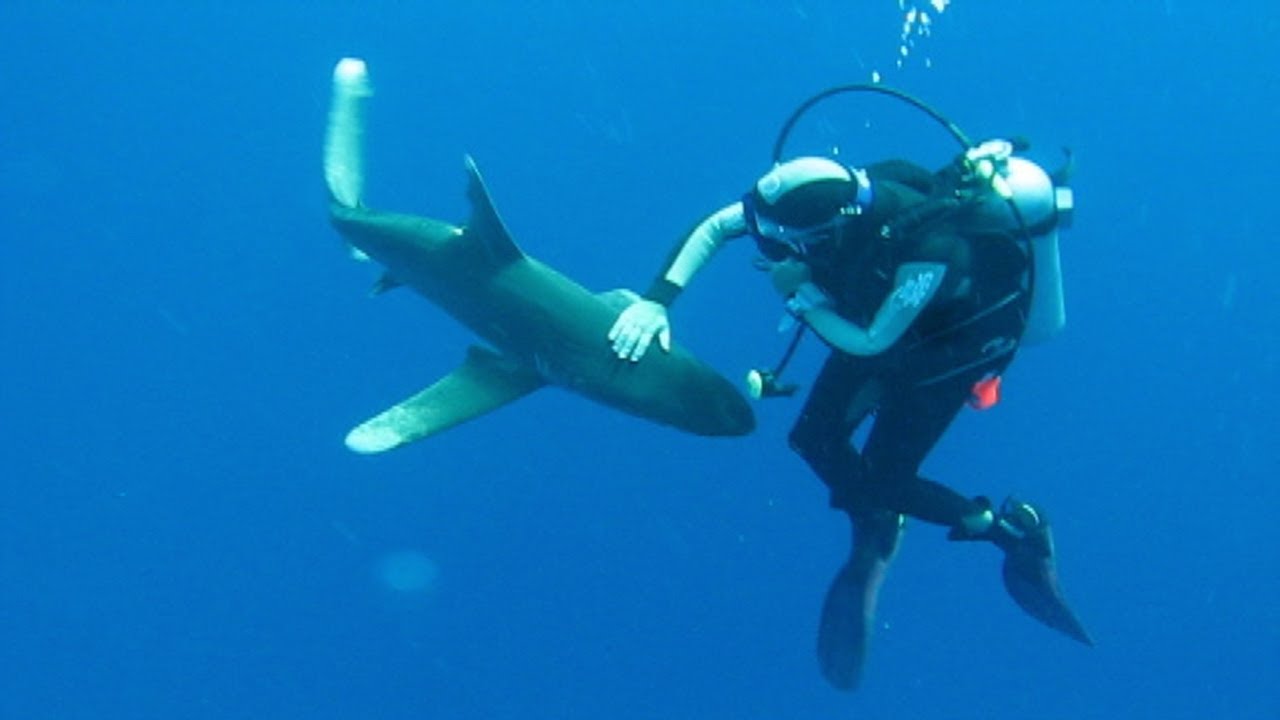 Attacco Squalo in Mare Aperto.