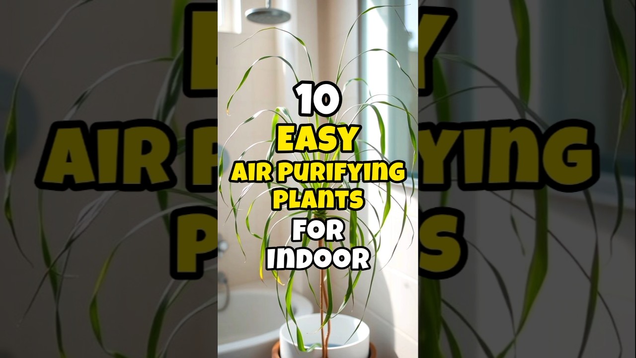 Best air purifying plants easy to grow indoors / Easy air purifying plants for home #short
