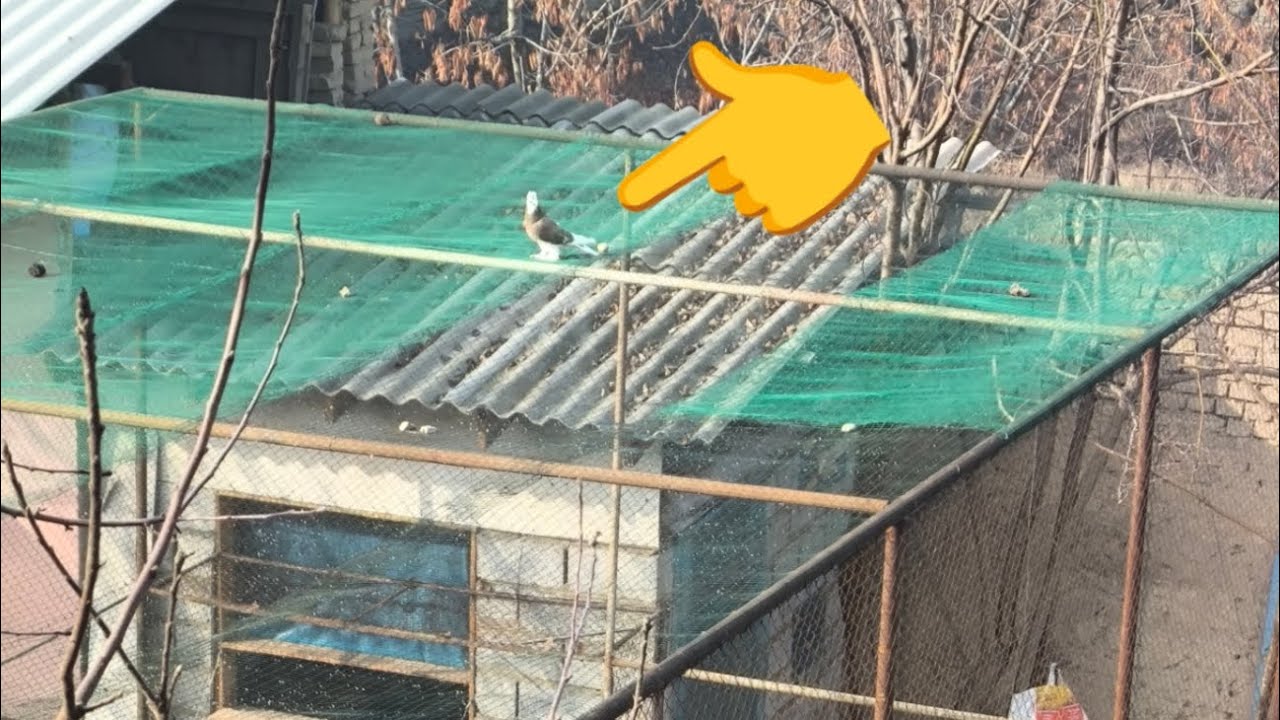 Qizil hakka ni 2 QISMI TEZ ORADA 3 QISMI CHIQADI