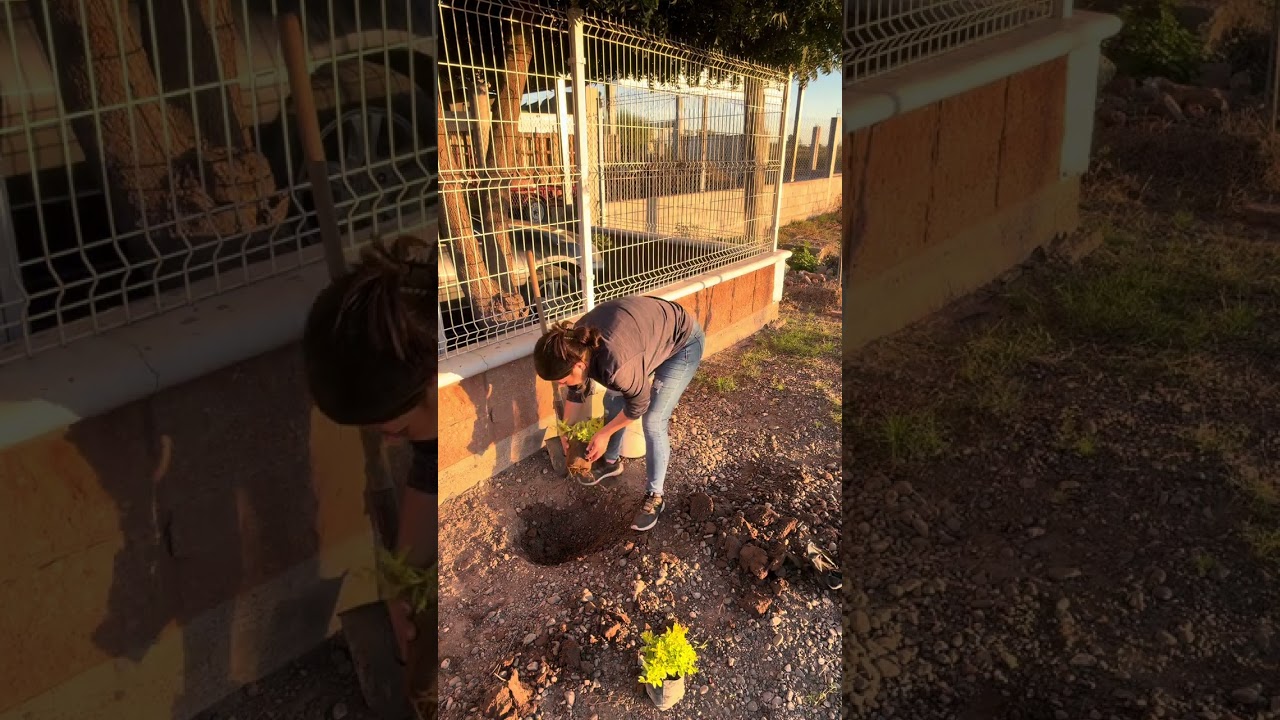Acompáñenme a plantar la bugambilia y los arbustitos en el suelo🏡🌺👌🏻🥰#plantas #patio #minivlog #casa