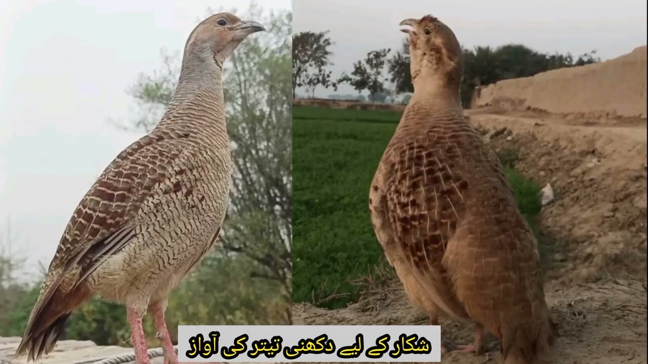 دکھنی تیتر کی آواز 2026 | Teetar Bird Sound | Grey Francolin