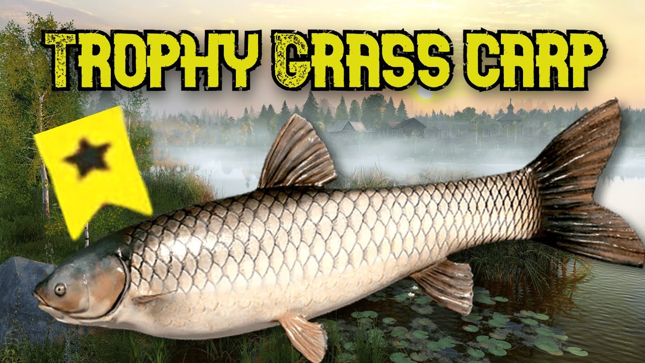 Russian Fishing 4 (RF4)  TROPHY  GRASS  CARP  SPOT  ON OLD  BURG LAKE!  + Weekly record