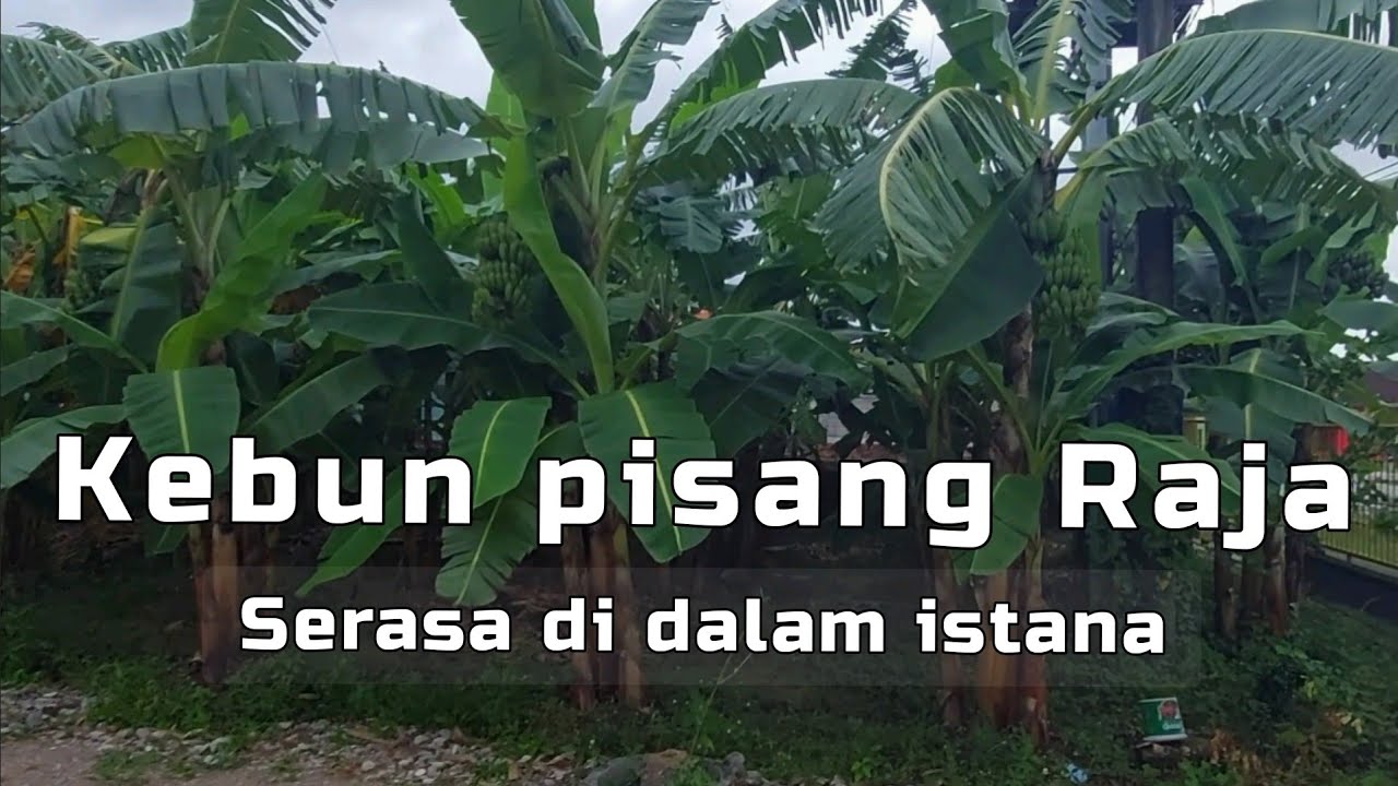 Kebun Pisang Raja di dalam Istana