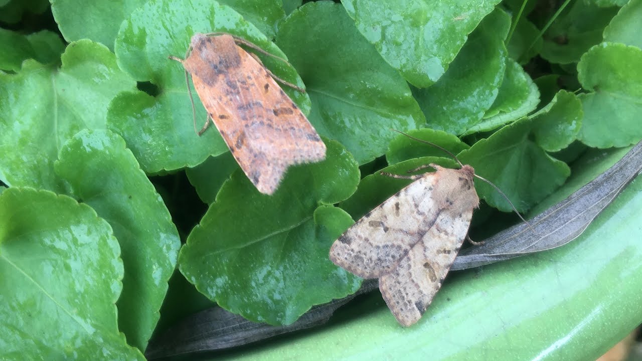 Moth trap September 28th 2024