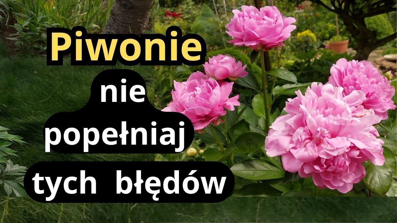 ПИОНЫ - распространённые ошибки при выращивании, что я сделал, чтобы они так обильно цвели в этом...