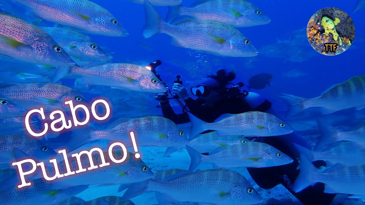 Life on the Reef, Cabo Pulmo BCS 4K - Mexico