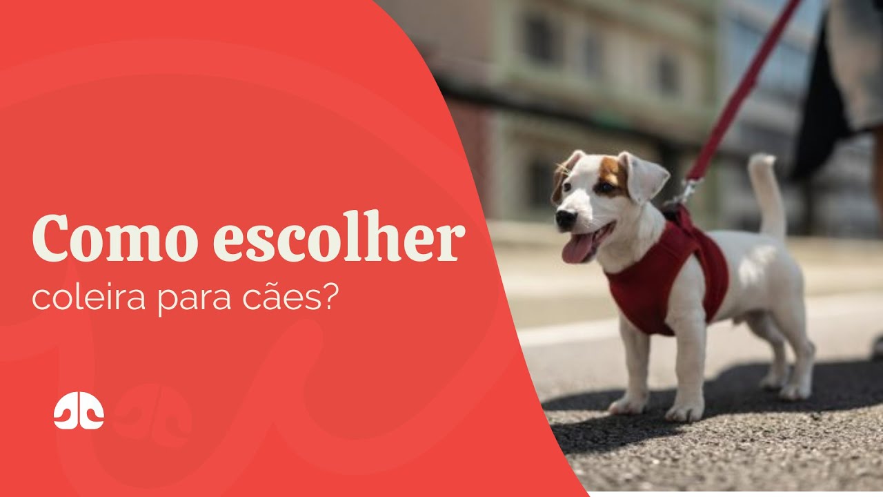Coleira ou peitoral? Qual o melhor para o seu pet?