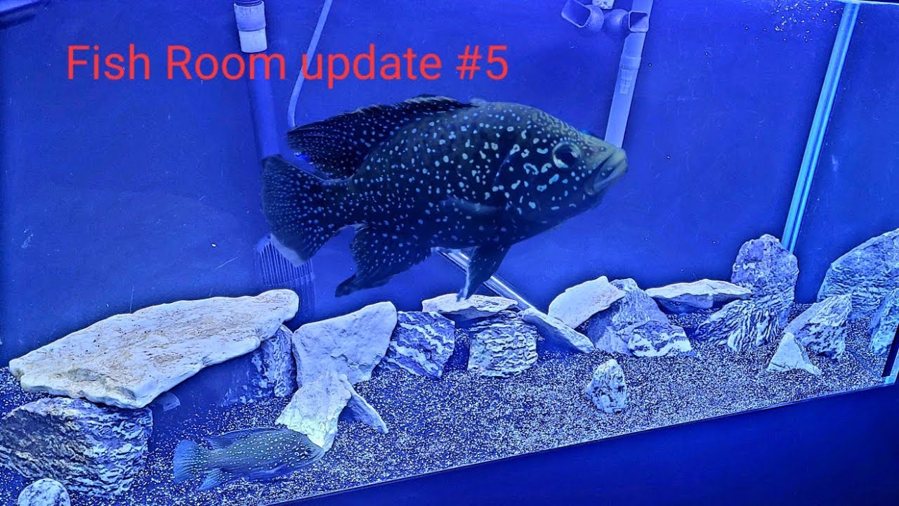 90 GALLON STARRY NIGHT CICHLIDS AQUARIUM (FISHROOM UPDATE#5) 