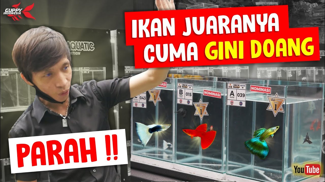 REVIEW GUPPY JUARA KONTES SLEMAN. SEMUA KELAS DI BAHAS