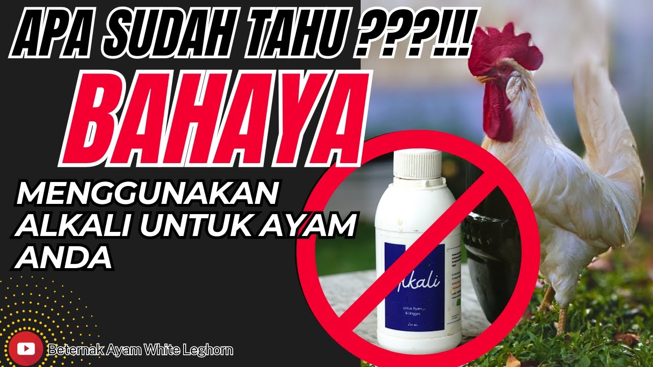 AWAS BAHAYA ALKALI ‼️ BANYAK PETERNAK 🐔 AYAM PETELUR PEMULA BELUM TAHU 💯