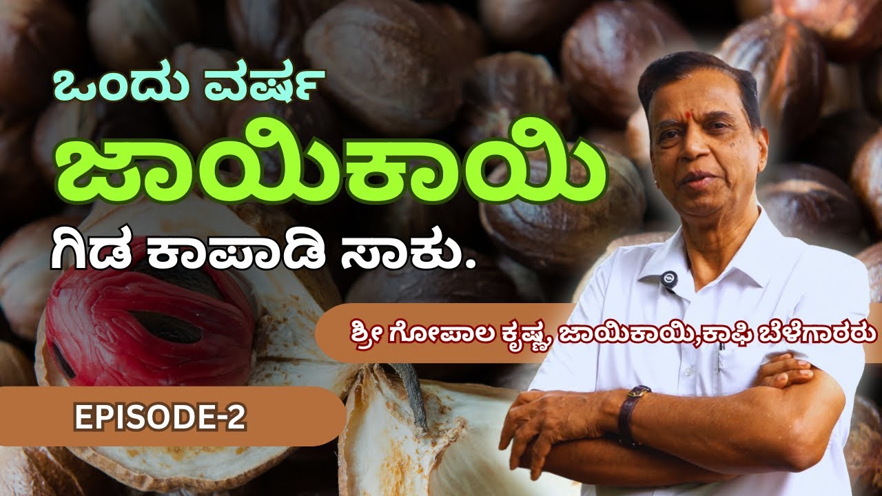 ಜಾಯಿಕಾಯಿ ತರದ್ದೇ ಇನ್ನೊಂದು ಬೆಳೆ ಇದೆ ಬೆಳಿತೀರಾ…? ಜಾಯಿಕಾಯಿ ಸೈಜ್ ಬರೋಕೆ ನೆರಳು ಬೇಕು .Nutmeg Farming.