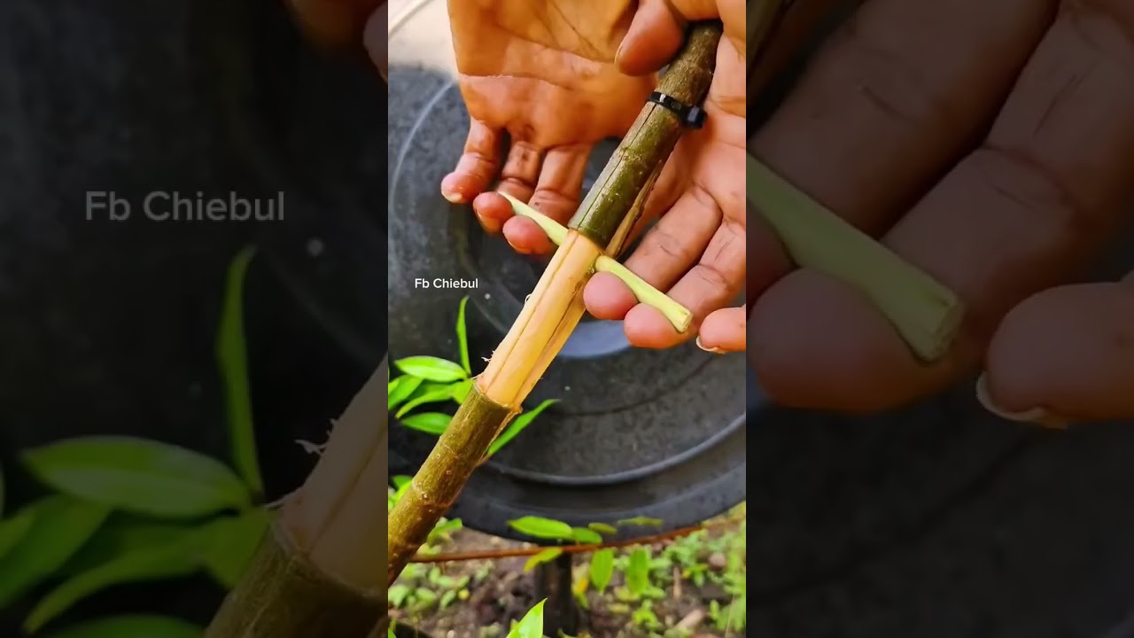 The Secret to Massive Roots: The Split-Branch Air Layering Hack