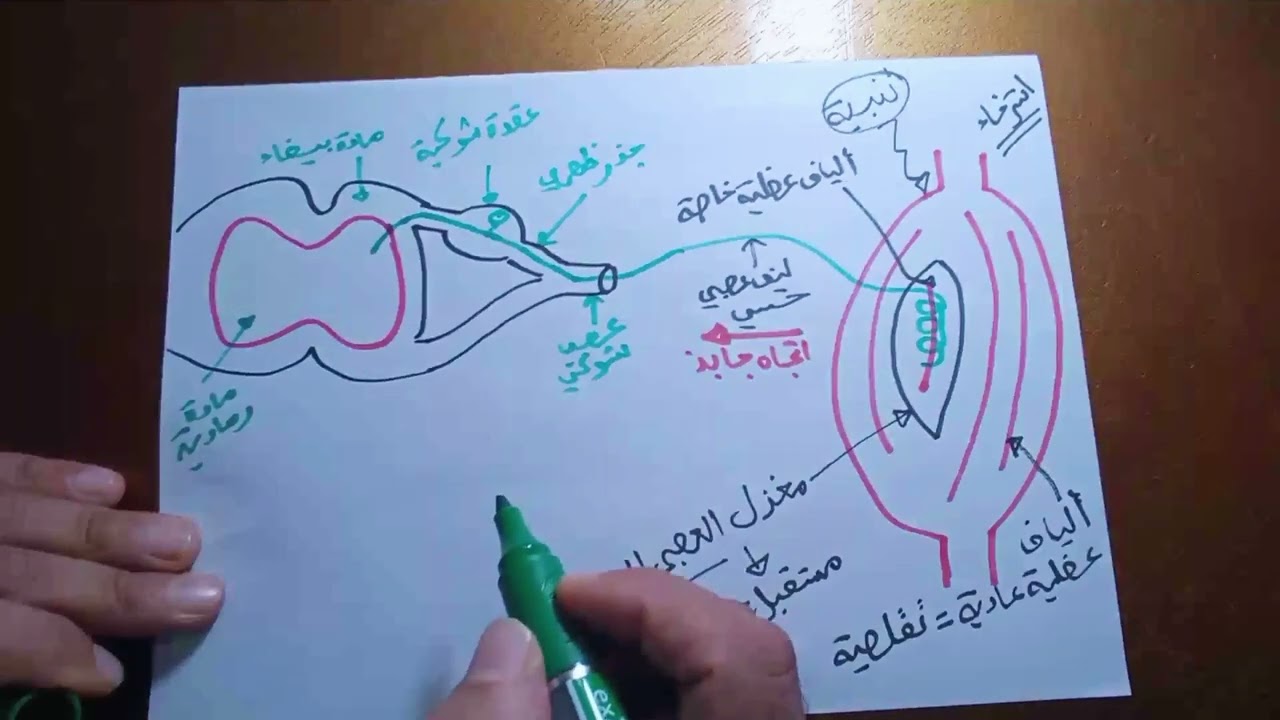 البنيات التشريحية المتدخلة في حدوث المنعكس العضلي مع توضيح مسار الرسالة العصبية أثناء حدوثه