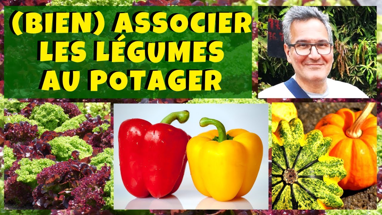 Les bonnes associations de légumes au potager !