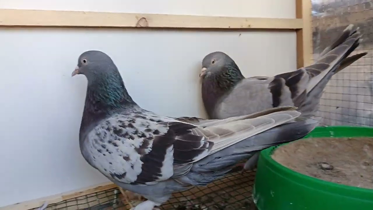 اليوم جايبلكم تفاصيل جديدة وراح افاجئكم