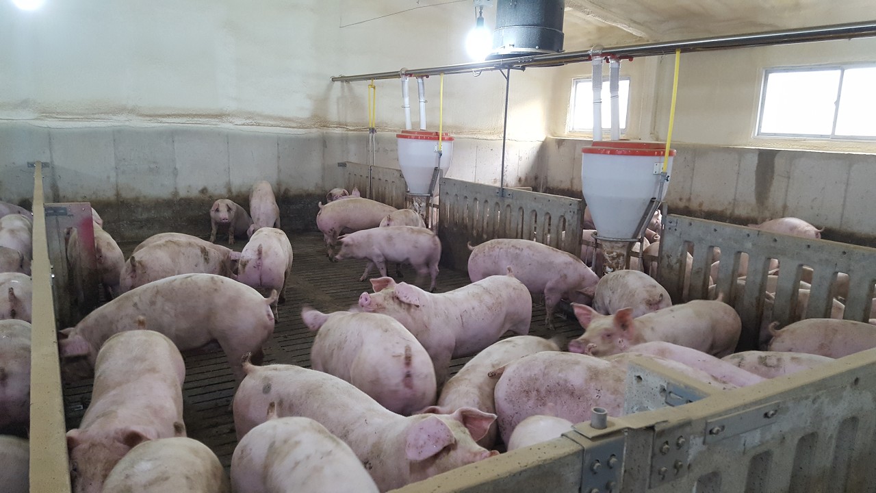 Mixing Good Quality Pig Feed