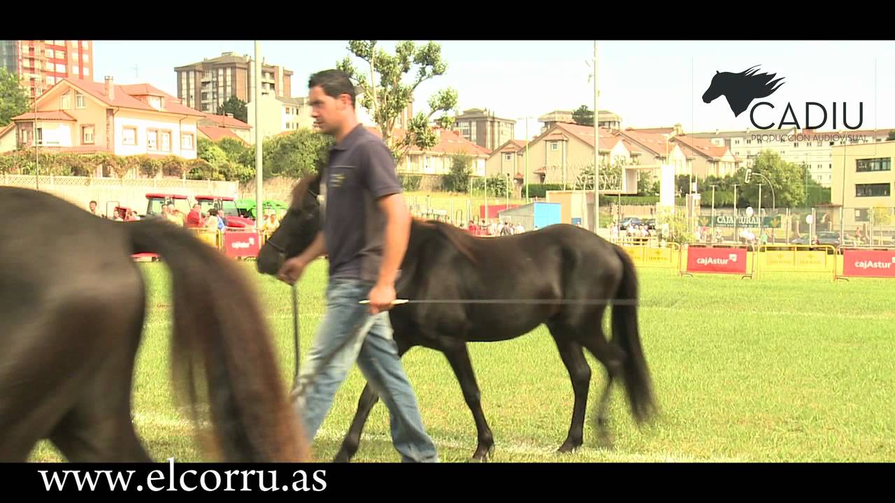Concurso morfológico de El Poni Asturcon - San Agustín 2011 ( Aviles)