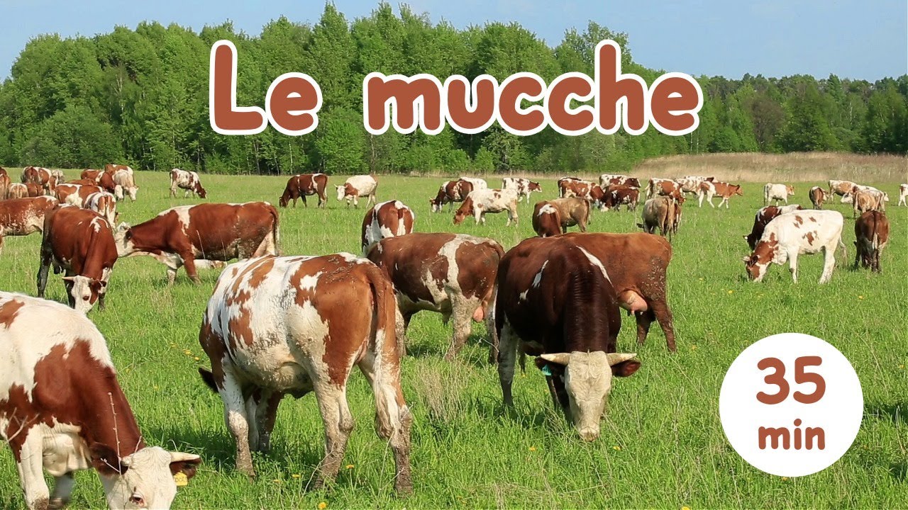 02_Mucche al Pascolo (35 MIN) 🌿 Musica rilassante per Dormire o Rilassarsi | Razze Alpine e Rustiche